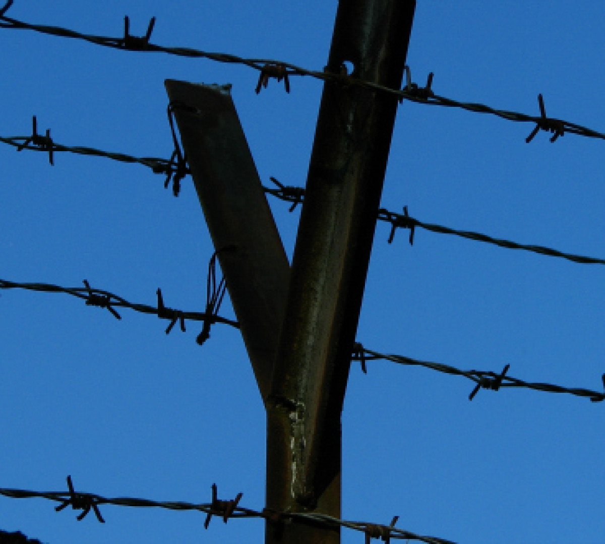 Barbed wire  
